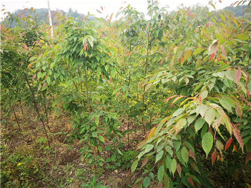 �����_�L �Ř���ľ��ԓ�@ô��