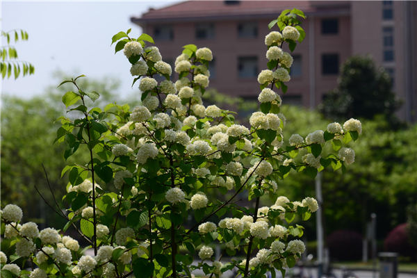 �Ř���ľ˥��ԭ��͏͉Ѽ��g